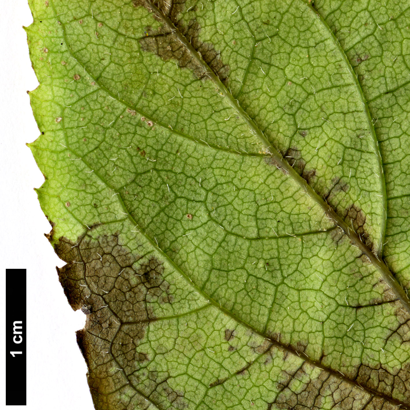 High resolution image: Family: Hydrangeaceae - Genus: Hydrangea - Taxon: heteromalla - SpeciesSub: Bretschneideri Group